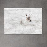 Põhjapõder lume voodis, fotolõuend 70 x 100