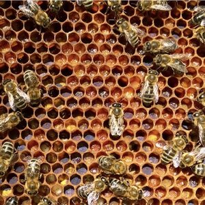 Perga (Bee bread) - small